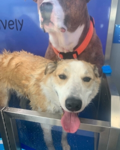 Pawsitively Kleen
