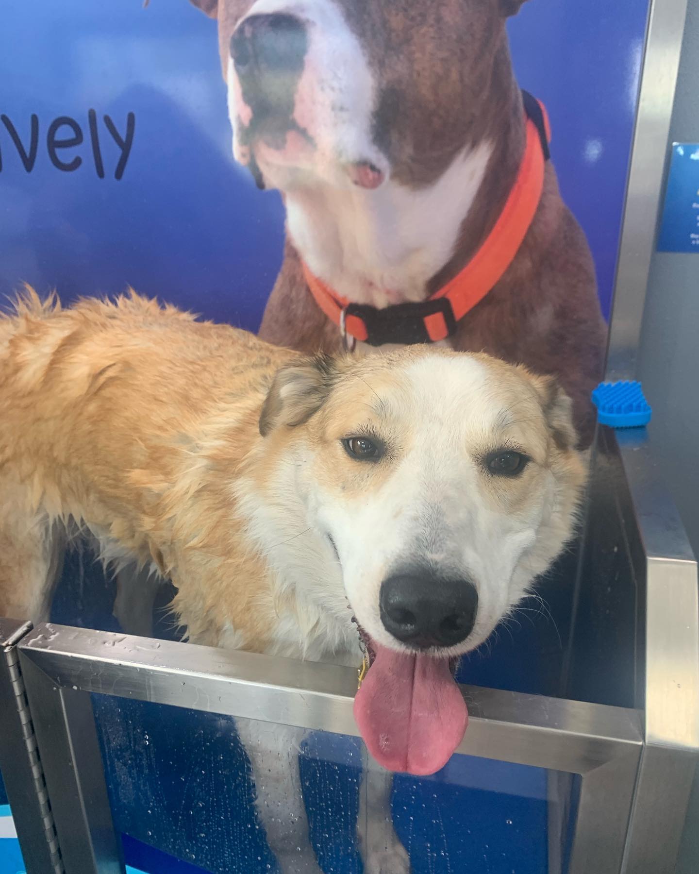 Pawsitively Kleen