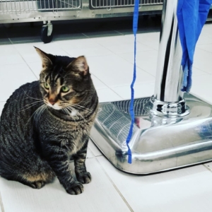 Third + Stewart Animal Wellness