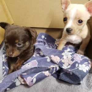 Third + Stewart Animal Wellness