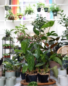 The Plant Fairies