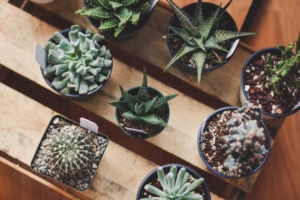 Plant Shop Chicago