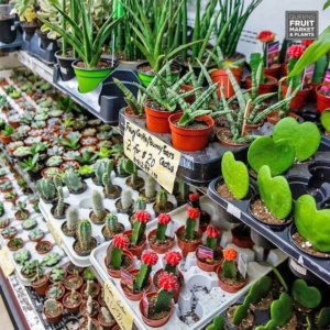 Queens Fruit Market & Plants