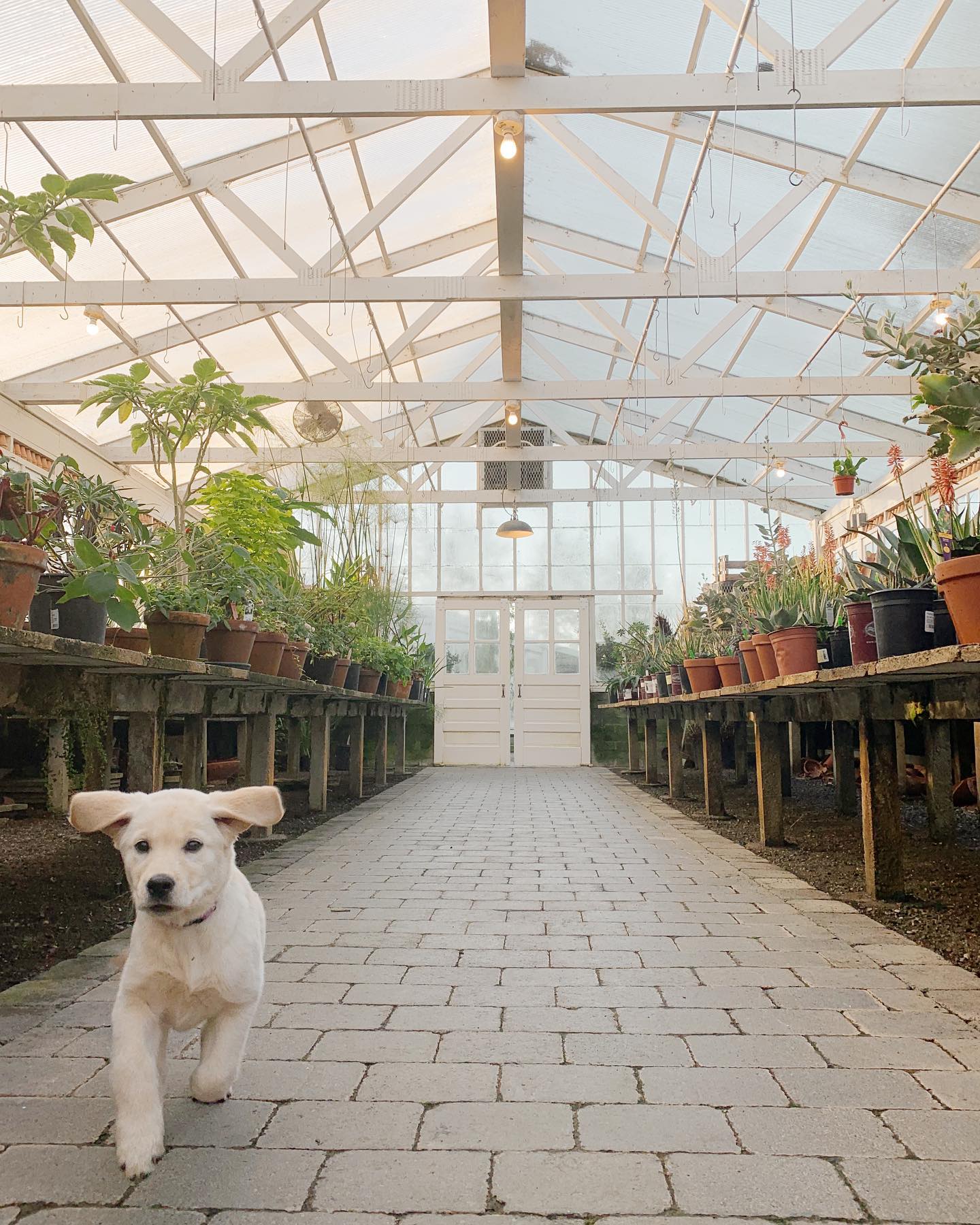 Christianson's Nursery