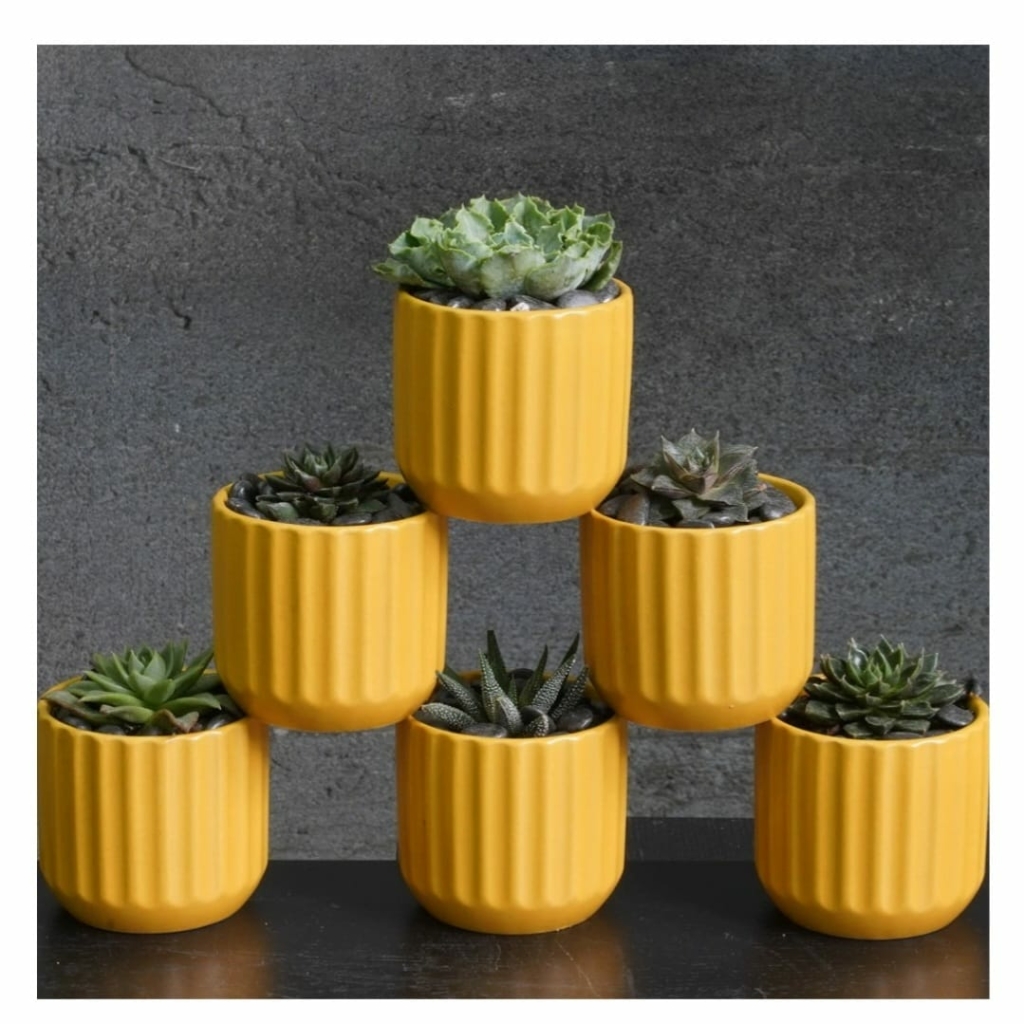 Plants from Peace, Love & Happiness Club