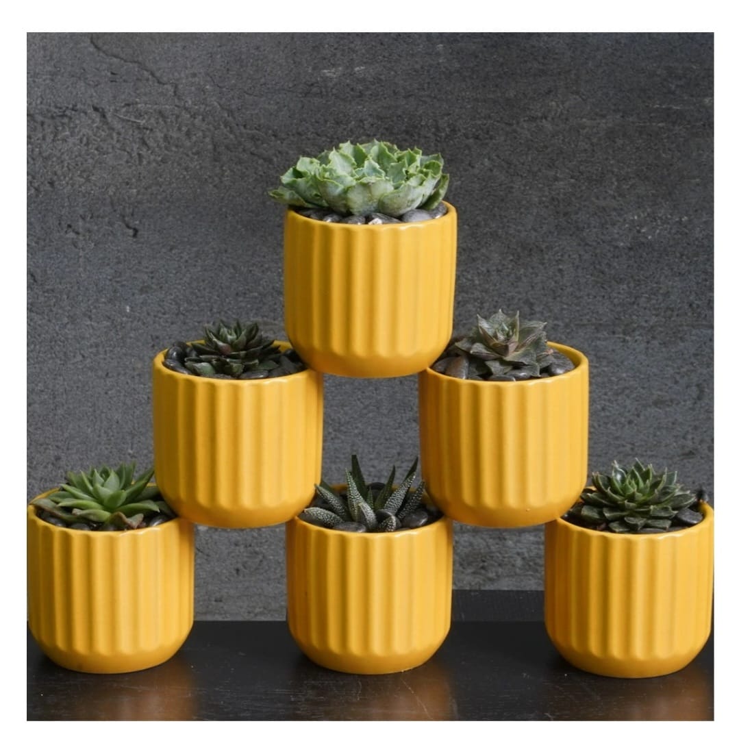 Plants from Peace, Love & Happiness Club