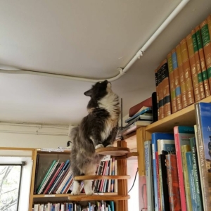 Store cat in front of bookstore