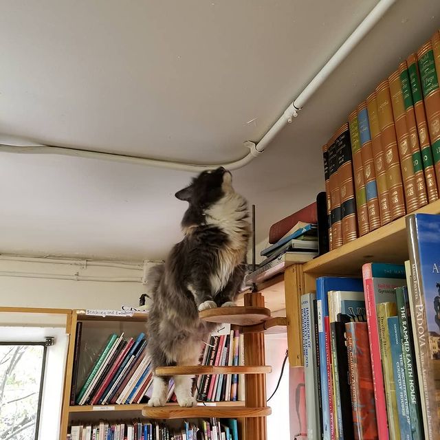 Store cat in front of bookstore