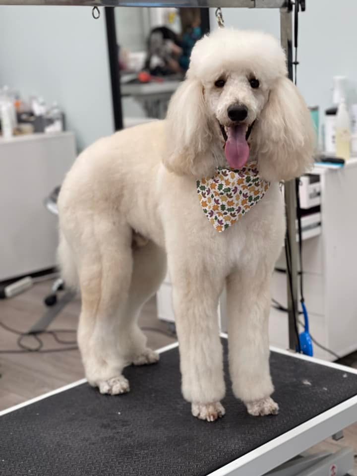 Suds Pet Bathhouse and Spa service