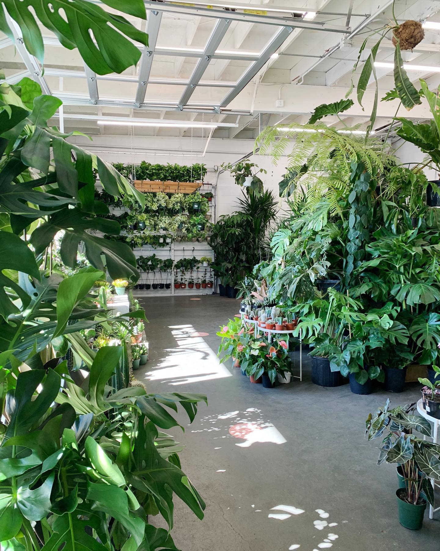 Plants for sale