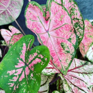 Colorful plants available for purchase