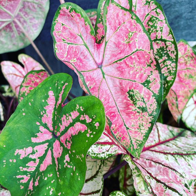 Colorful plants available for purchase