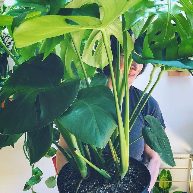 Plant available for purchase