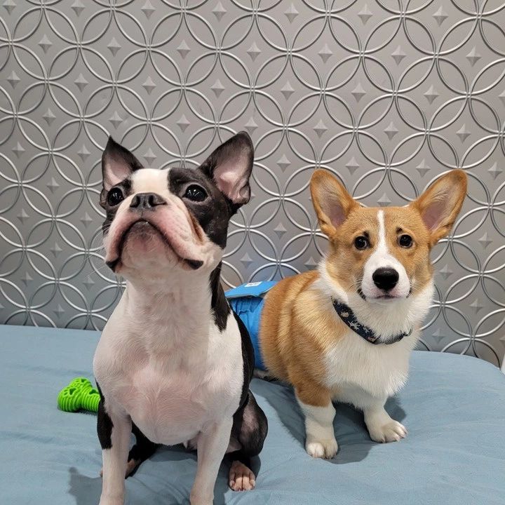 Pickle's Playland dogs