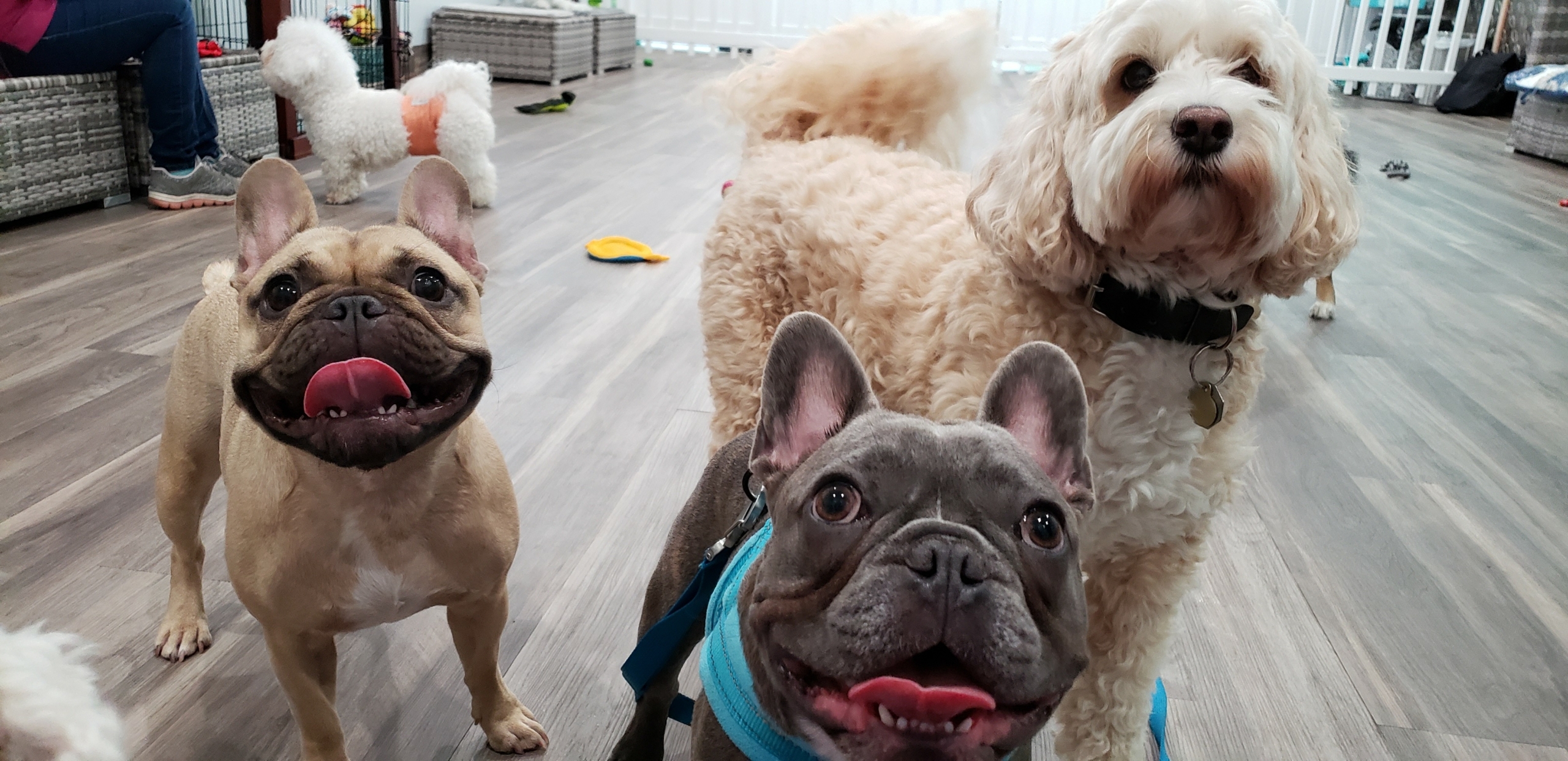 Pickle's Playland dogs