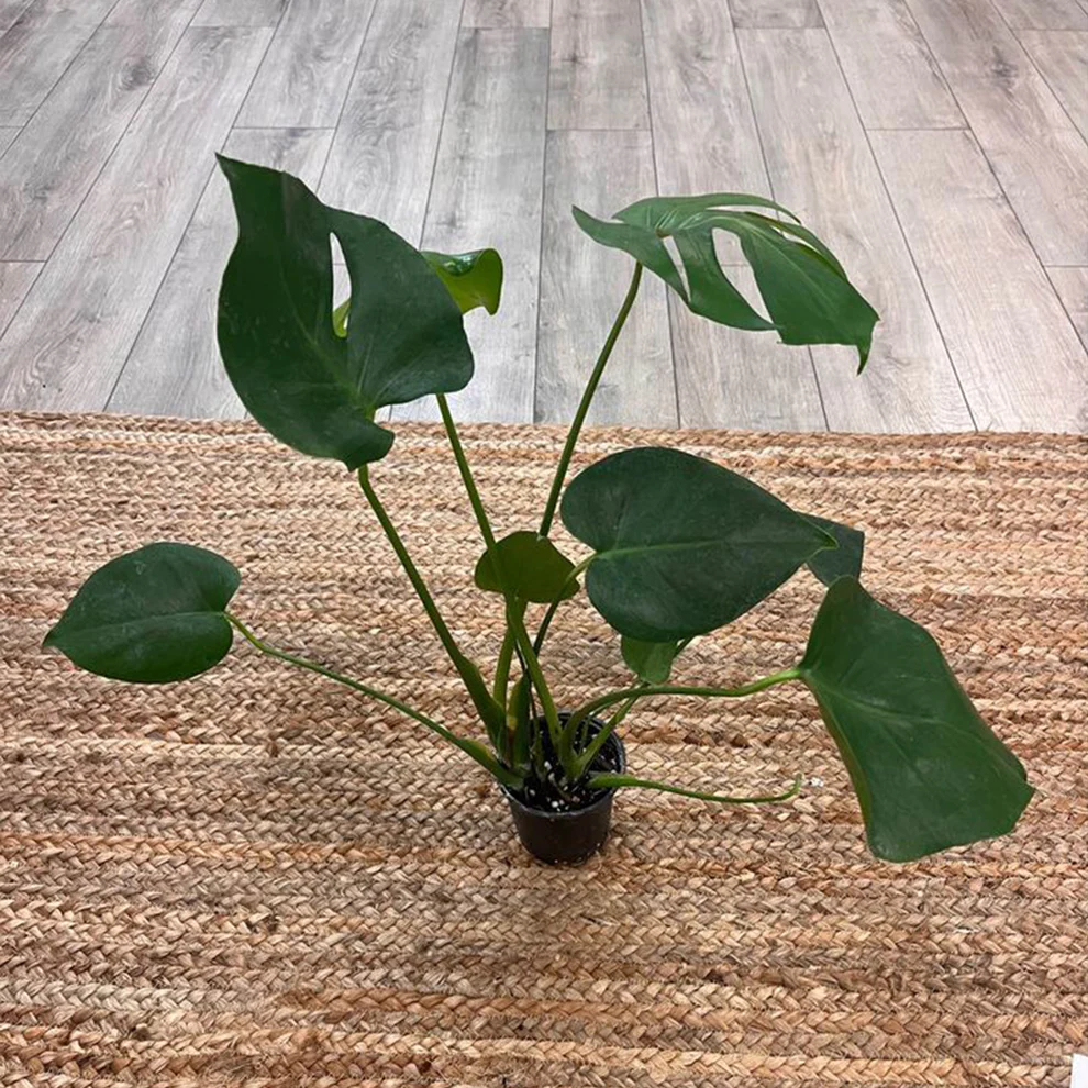 Daily Ritual Market plant