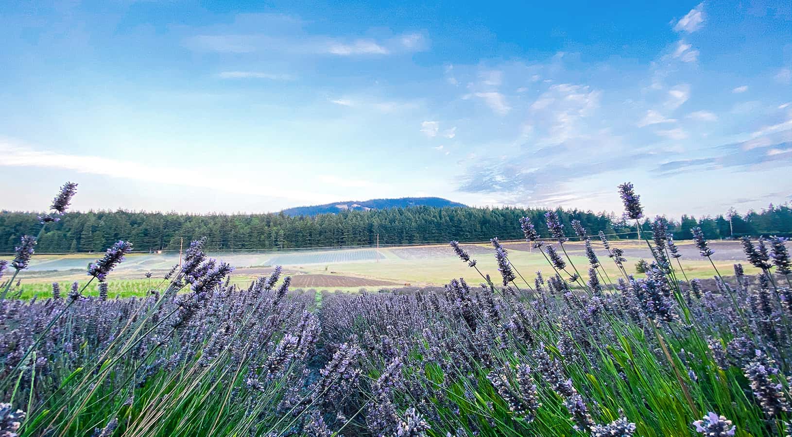 Orcasong Farm lavender field